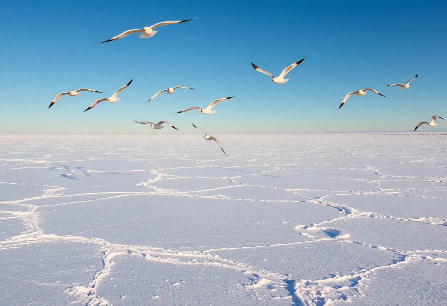 Arktische Landschaft: Gletscher, Eisfelder und Schneegänse unter klarem Himmel