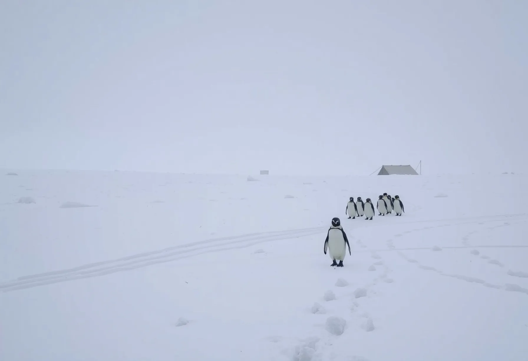 Schneesturm in der Antarktis: Naturgewalten und Spuren menschlicher Forschung