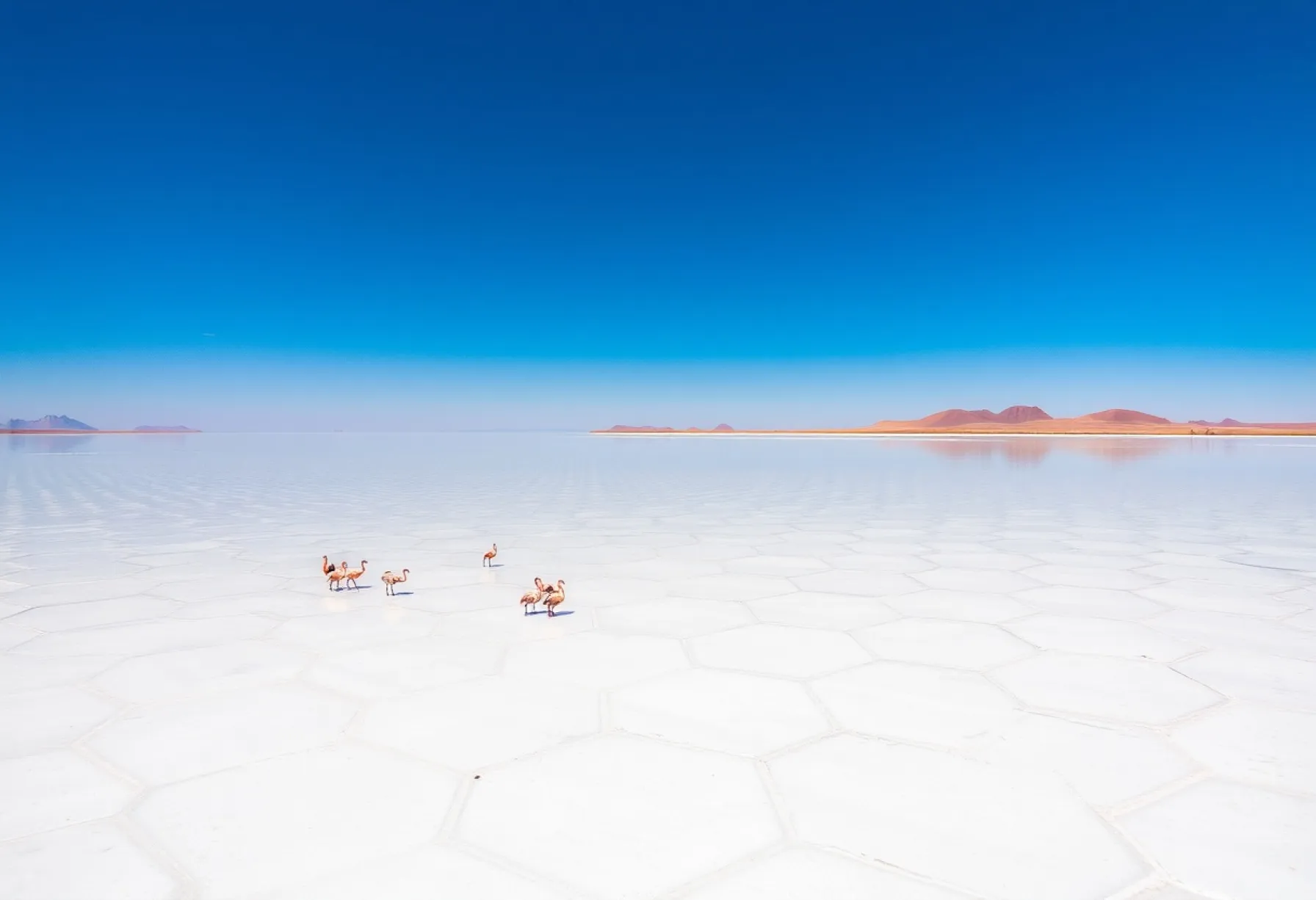 Beschreibung einer Salzsee-Landschaft mit Flamingos und Dünen im Hintergrund