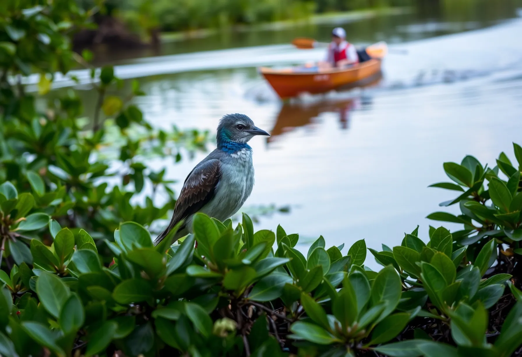 Eisvogel im Mangrovenwald Südthailands: Eine Momentaufnahme der Natur