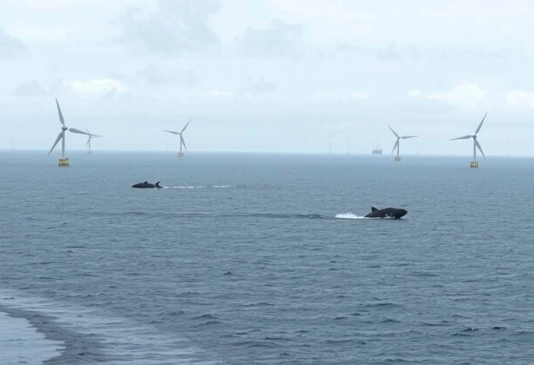 Wellenkraftwerke vor der schottischen Küste: Eine Betrachtung der maritimen Energieerzeugung