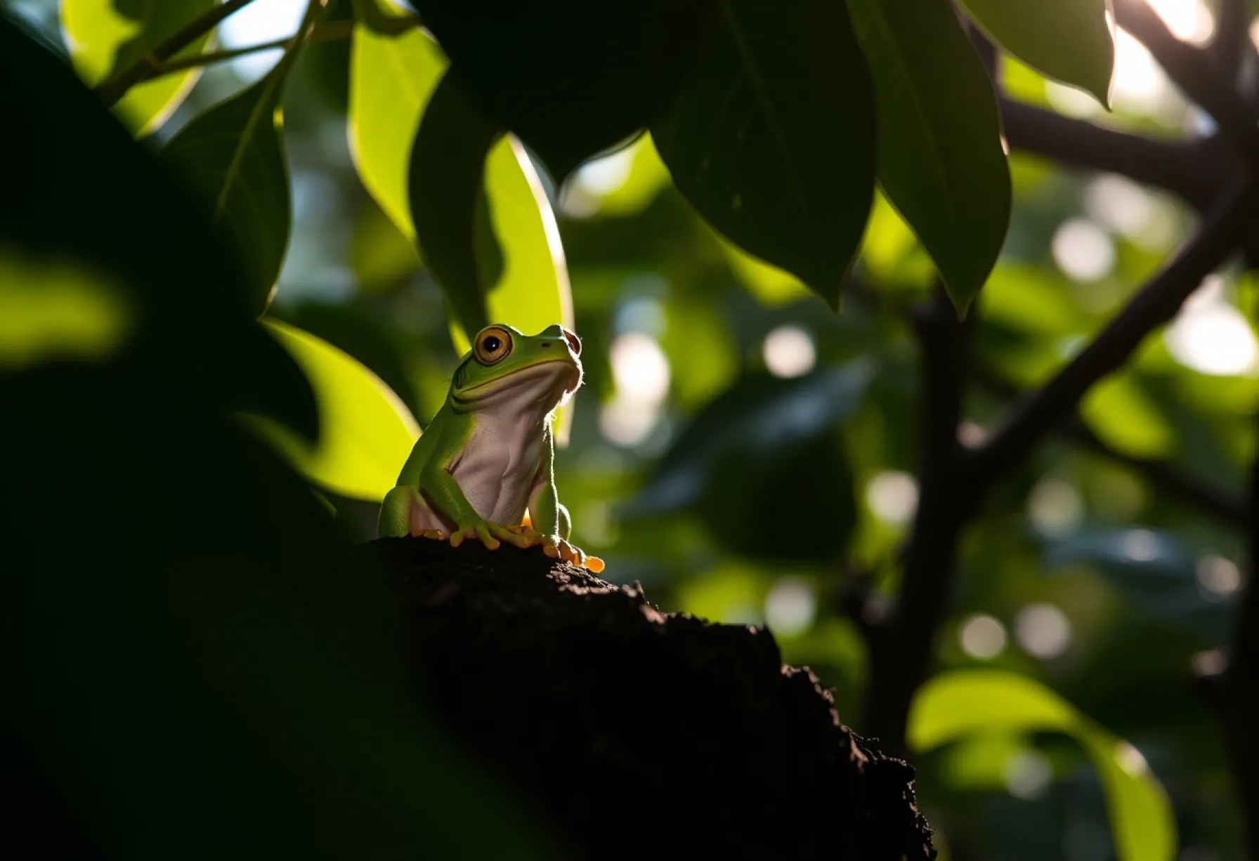 Laubfrosch auf moosbedecktem Ast im Waldgebiet Brasiliens