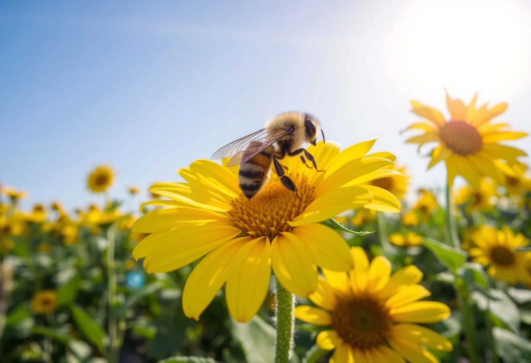 Honigbiene auf blühender Sonnenblume unter klarem Himmel