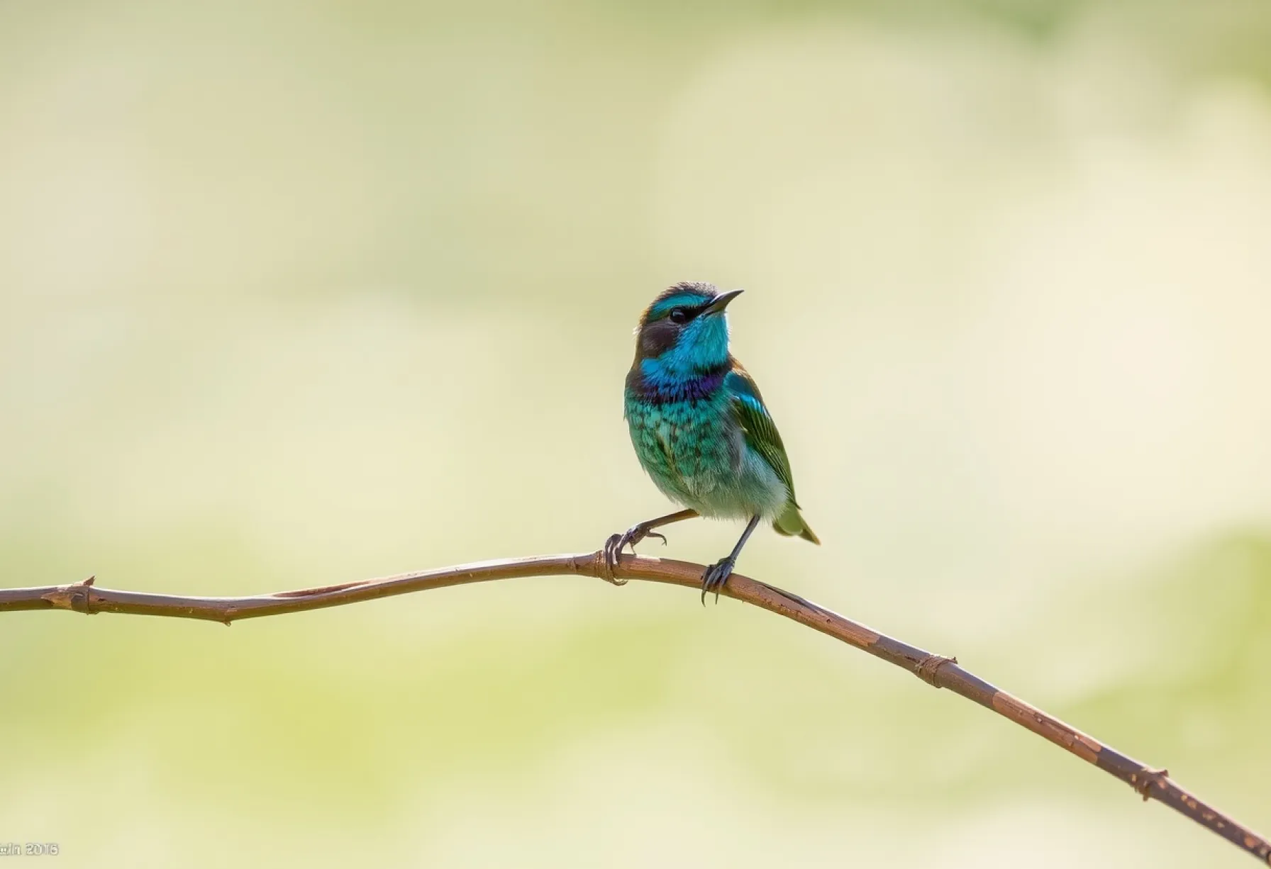 Libelle auf Schilfrohr vor See im Naturreservat in Süddeutschland