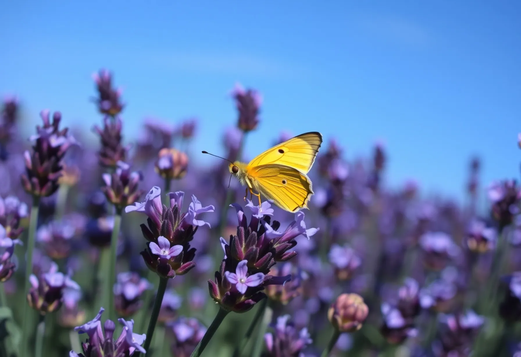 Zitronenfalter auf Lavendel: Kontrastreiche Naturaufnahme in der Provence