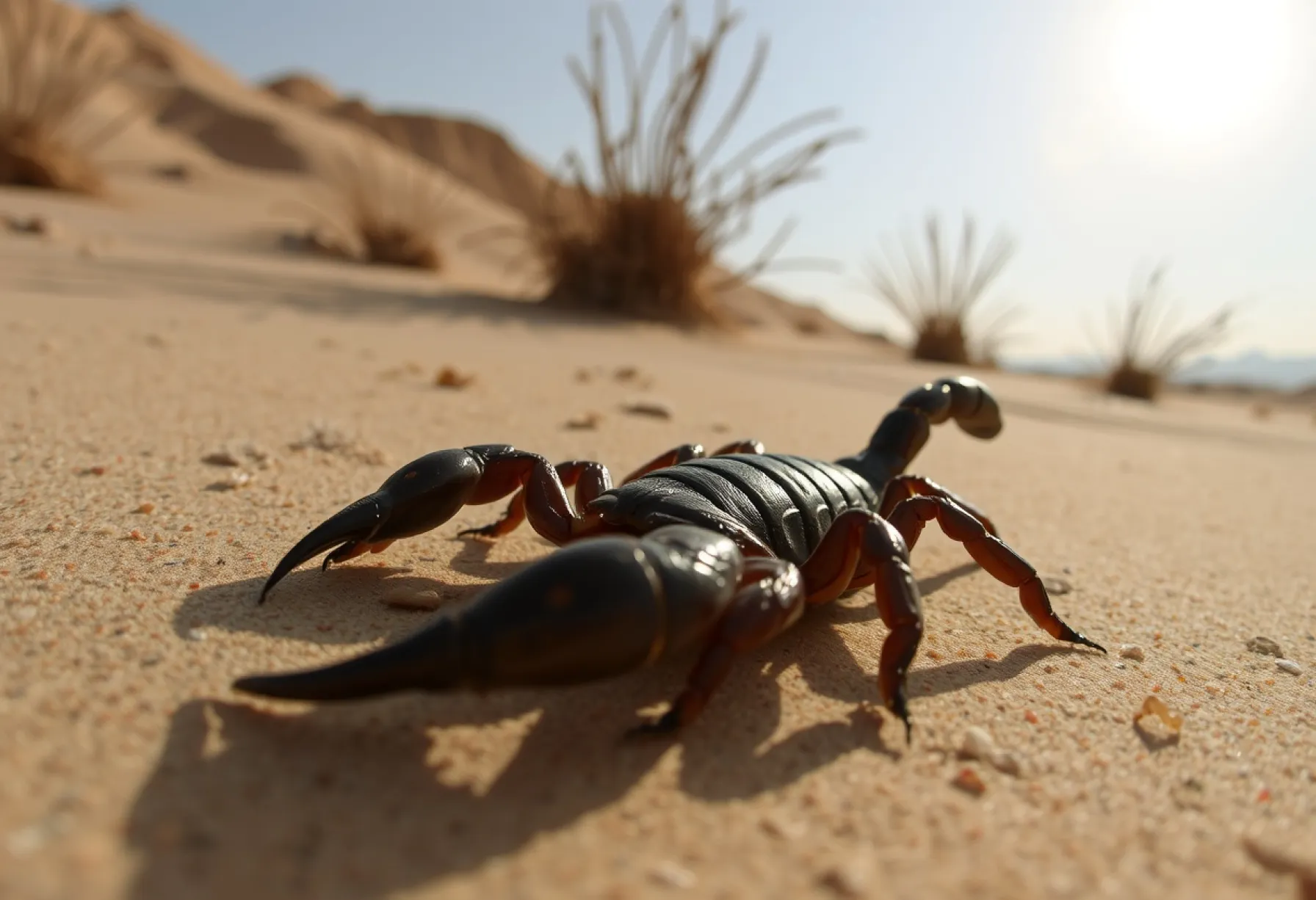 Beobachtung eines Androctonus crassicauda Skorpions in der Wüstenlandschaft des südlichen Iran