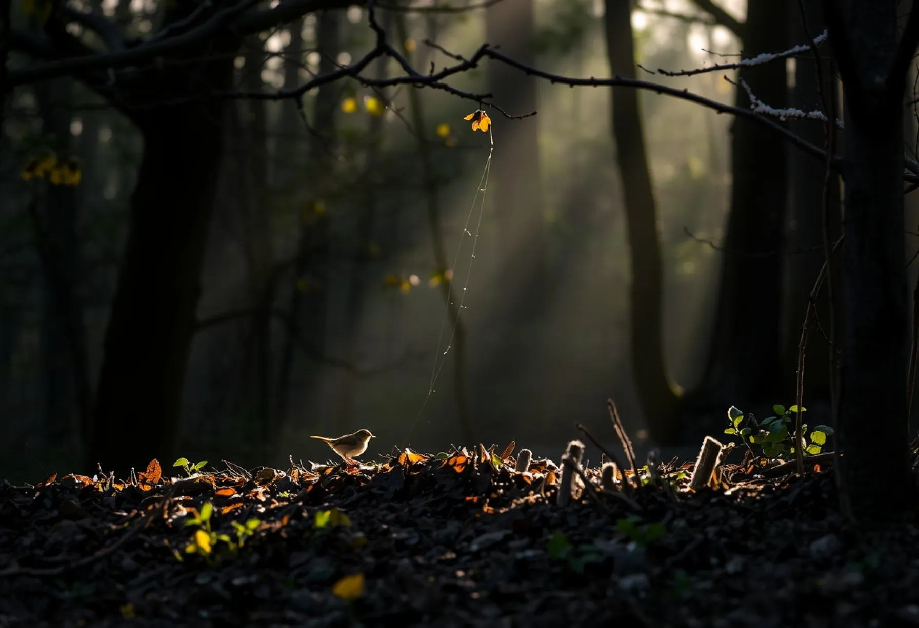 Beobachtung eines Weberknechts in einem Harzer Waldstück
