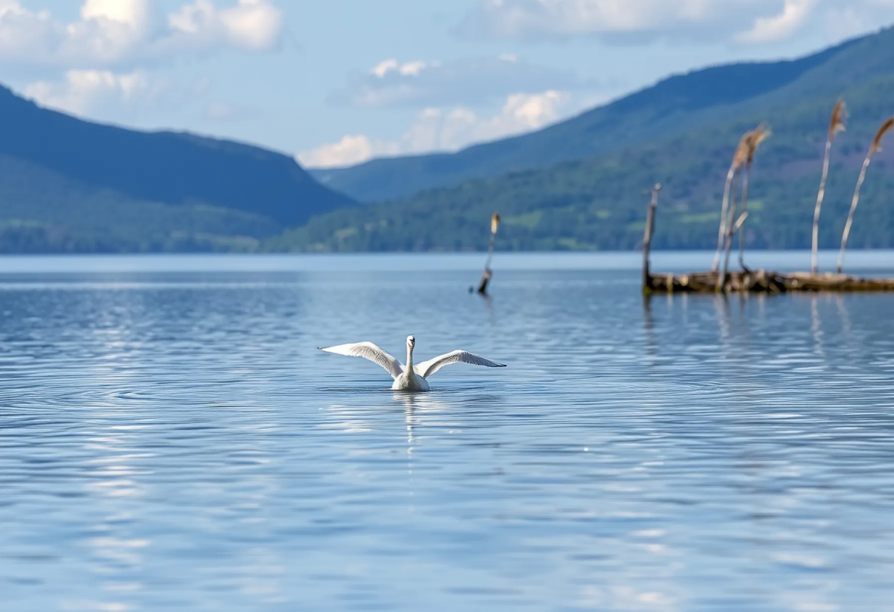 Höckerschwan auf einem See im Killarney-Nationalpark, Irland