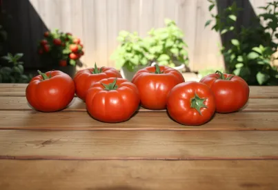 Reife Tomaten auf rustikalem Holztisch vor unscharfem Gartenhintergrund