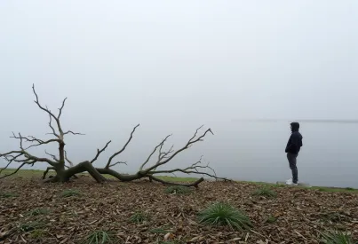 Nebellandschaft im Sumpf: Details einer stillen, feuchten Umgebung mit Weide, Reiher und Zypressen