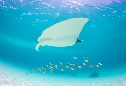 Mantarochen gleitet über Meeresboden des Great Barrier Reefs