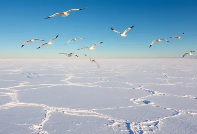 Arktische Landschaft: Gletscher, Eisfelder und Schneegänse unter klarem Himmel