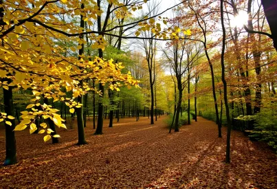Herbstliche Waldlandschaft in der Bretagne: Farbenpracht und Naturstimmung