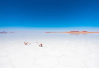 Beschreibung einer Salzsee-Landschaft mit Flamingos und Dünen im Hintergrund