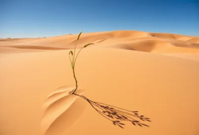 Naturlandschaft der Sahara: Sanddünen, Retama raetam und Wüstenkäfer im Fokus