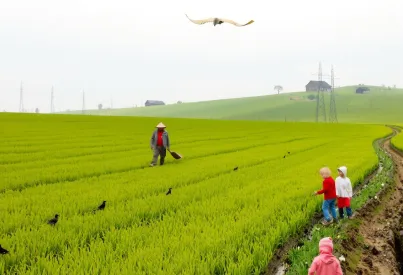 Reisfeld mit Landarbeitern und Kindern beim Drachensteigen in ländlicher Kulisse