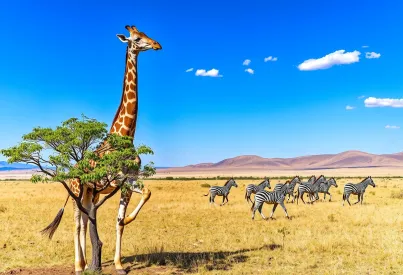 Giraffe und Zebras in der Savanne der Masai Mara, Kenia