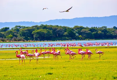 Flamingos und Pelikane im Lake Nakuru Nationalpark: Einblick in die Tierwelt Kenias