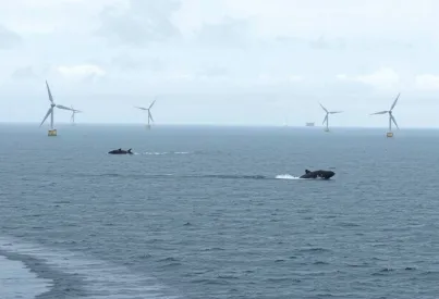 Wellenkraftwerke vor der schottischen Küste: Eine Betrachtung der maritimen Energieerzeugung