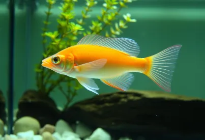 Skalarfisch im Aquarium: Ruhe und Eleganz im natürlichen Lebensraum