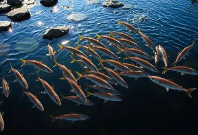 Beobachtung eines Schwarms Atlantischer Lachse in einem norwegischen Fluss während der Laichzeit.