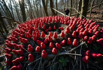 Rote Waldameisen bei der Arbeit im Kiefernwald von Ostpolen: Einblicke in den Nestbau und das Sammelverhalten