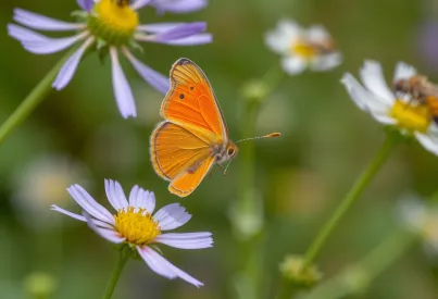 Orangene Aurorafalterin auf violetter Distelblüte in der Schwäbischen Alb