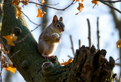 Grauhörnchen auf moosbewachsenem Baumstamm im Wald der Appalachen mit Eichel in den Vorderpfoten