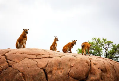Berberaffen auf einem Felsen im Naturschutzgebiet Ifrane, Marokko: Eine Beobachtung der Tierwelt im Mittleren Atlas bei diffusem Licht und bedecktem Himmel.