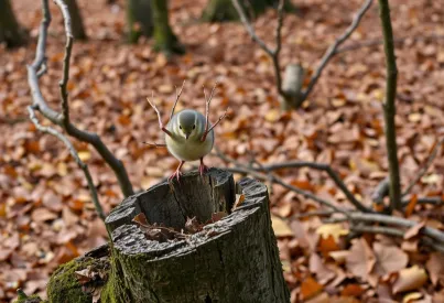 Weberknecht auf moosbedecktem Baumstumpf in den Appalachen: Eine Momentaufnahme der Naturstille