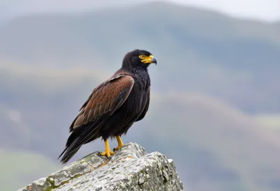 Steinadler auf Felsvorsprung in den schottischen Highlands: Ein stiller Moment in der Natur