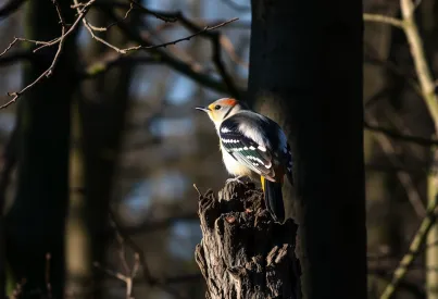 Buntspecht auf Nahrungssuche im Kiefernwald der Schwäbischen Alb eingefangen