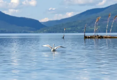 Höckerschwan auf einem See im Killarney-Nationalpark, Irland
